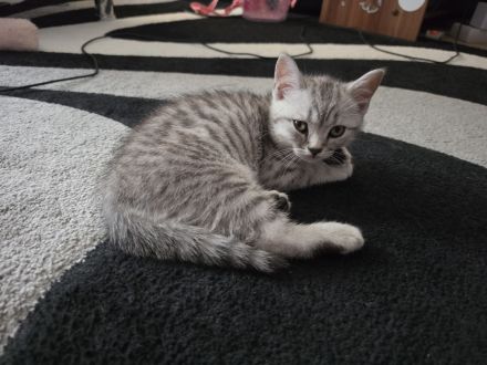 BKH Kitten suchen noch ein neues liebevolles zu Hause.
