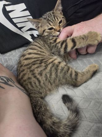 2 BKH Kitten suchen noch ein neues liebevolles zu Hause.