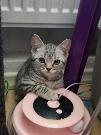 2 BKH Kitten suchen noch ein neues liebevolles zu Hause.