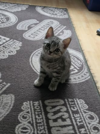 BKH Kitten suchen noch ein neues liebevolles zu Hause.