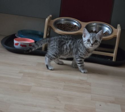 BKH Kitten suchen noch ein neues liebevolles zu Hause.