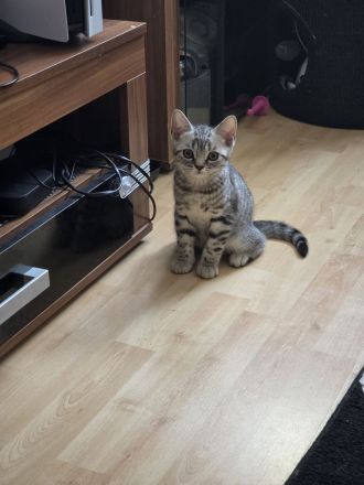 2 BKH Kitten suchen noch ein neues liebevolles zu Hause.