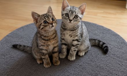 2 BKH Kitten suchen noch ein neues liebevolles zu Hause.