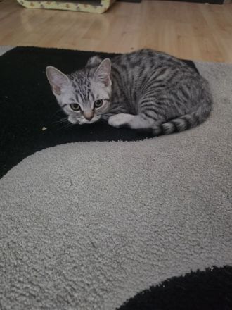 2 BKH Kitten suchen noch ein neues liebevolles zu Hause.