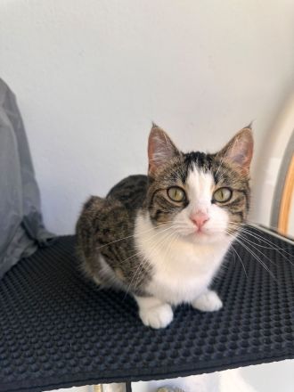 Hauskatze sucht neues zuhause