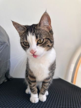 Hauskatze sucht neues zuhause