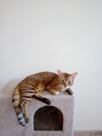 Ältere Bengalkatze Lilly-Madlen,reserviert