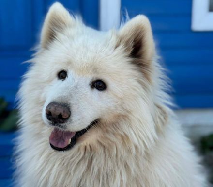 Samojedenrüde Alan