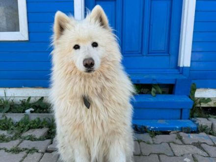 Samojedenrüde Alan
