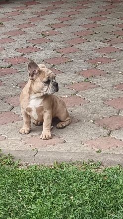 Französische Bulldogge