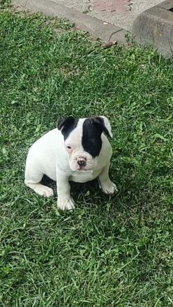 Französische Bulldogge