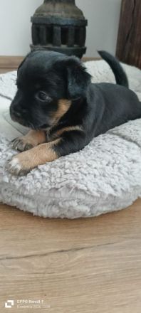 Zwei zuckersüße Hündinnen (Australian Cattle Dog-Mix) suchen ein liebevolles Zuhause!