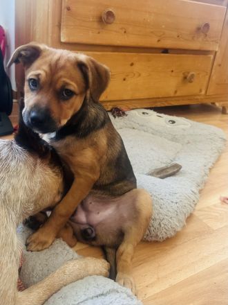 **Liebevolle, intelligente Australian Cattle Dog-Mix Hündin sucht ein fürsorgliches Zuhause