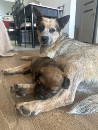 Zwei zuckersüße Hündinnen (Australian Cattle Dog-Mix) suchen ein liebevolles Zuhause!