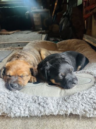 Zwei zuckersüße Hündinnen (Australian Cattle Dog-Mix) suchen ein liebevolles Zuhause!