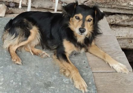 **Liebevolle, intelligente Australian Cattle Dog-Mix Hündin sucht ein fürsorgliches Zuhause