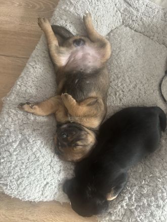 Zwei zuckersüße Hündinnen (Australian Cattle Dog-Mix) suchen ein liebevolles Zuhause!