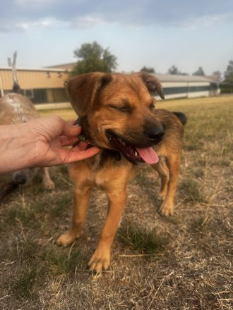 **Liebevolle, intelligente Australian Cattle Dog-Mix Hündin sucht ein fürsorgliches Zuhause
