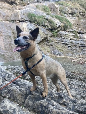 **Liebevolle, intelligente Australian Cattle Dog-Mix Hündin sucht ein fürsorgliches Zuhause