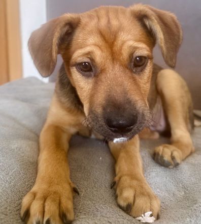 **Liebevolle, intelligente Australian Cattle Dog-Mix Hündin sucht ein fürsorgliches Zuhause