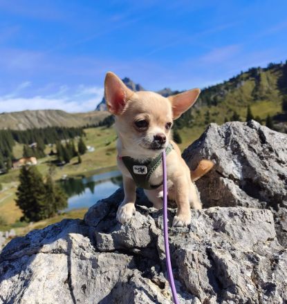 Wunderschöne Chihuahua Welpen in KH und LH