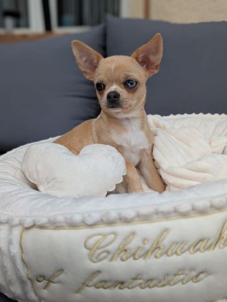 Wunderschöner Chihuahua Welpe in KH