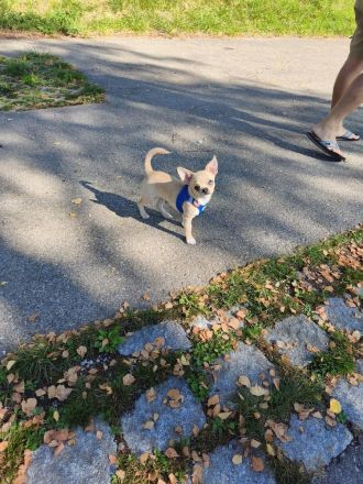 Wunderschöner Chihuahua Welpe in KH