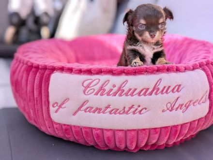 Wunderschöne Chihuahua Welpen in KH und LH