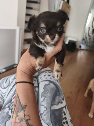 Wunderschöne Chihuahua Welpen in KH und LH