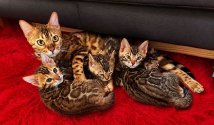 Bengal Kitten