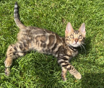 Bengal Kitten
