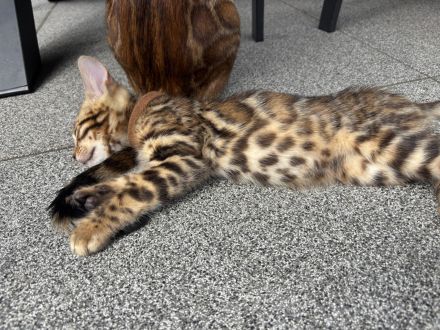 Bengal Kitten