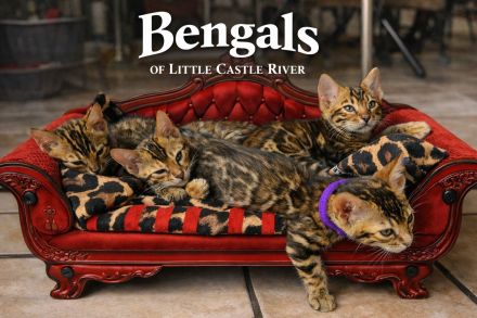 Bengal Kitten