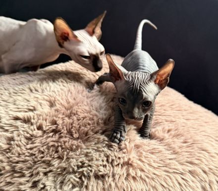 Unsere super hübschen Mai Sphynx suchen ihr neues zu Hause