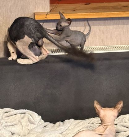 🐾 Zwei liebevolle Kater suchen ihr Für-immer-Zuhause 🐾