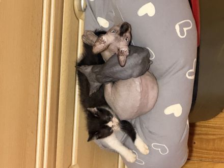 Unsere super hübschen Mai Sphynx suchen ihr neues zu Hause