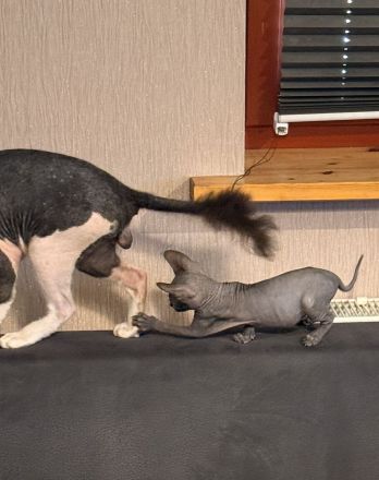 🐾 Zwei liebevolle Kater suchen ihr Für-immer-Zuhause 🐾
