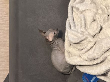 🐾 Zwei liebevolle Kater suchen ihr Für-immer-Zuhause 🐾