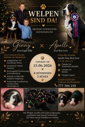 Große Schweizer Sennenhund