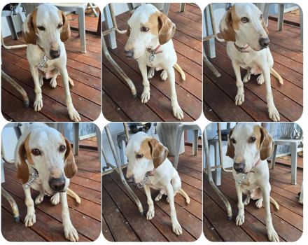 Monty – freundlicher Jagdhund Mix mit guter Laune