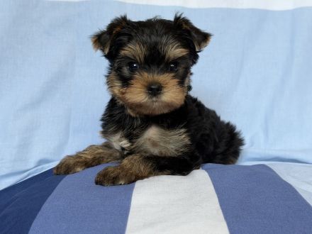 Zauberhafte Yorkshire Terrier Rüden