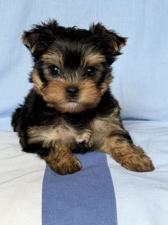 Zauberhafte Yorkshire Terrier Rüden