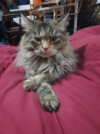 Reinrassige Maine Coon Babys