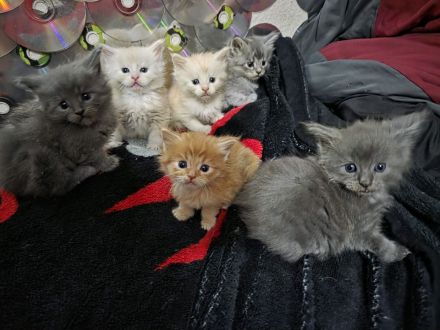 Reinrassige Maine Coon Babys