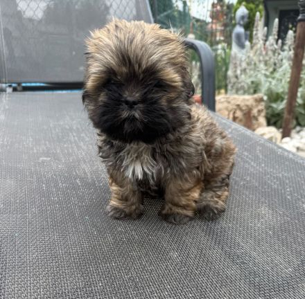 Shih-Tzu Welpe