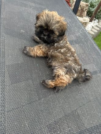 Shih-Tzu Welpe