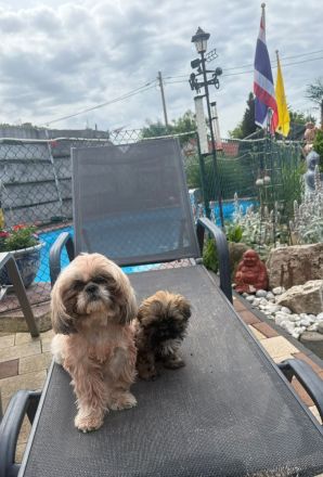 Shih-Tzu Welpe