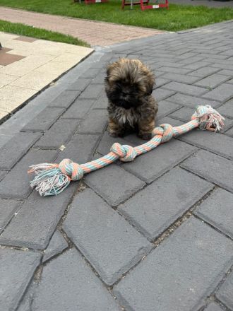 Shih-Tzu Welpe