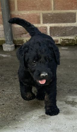 Labradoodle Welpen