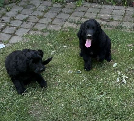 Labradoodle Welpen